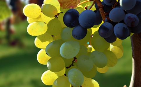 重慶第6個綜合保稅區(qū)來了首批12家企業(yè)擬入駐